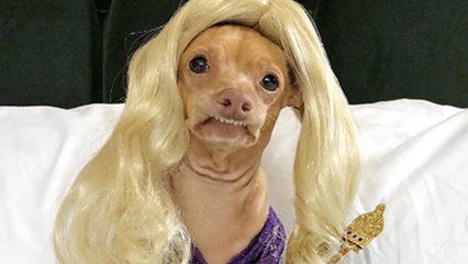 Aux Etats-Unis, les chiens et chats "influenceurs" peuvent gagner jusqu'à 14 000€ par post sponsorisé