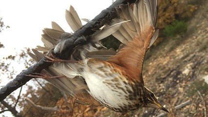 Chasse à la glu : comment porter secours à un oiseau piégé ?