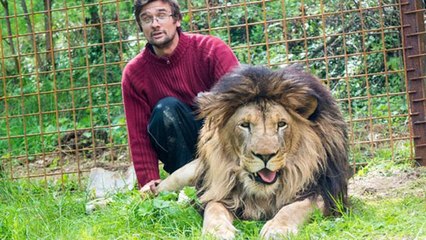 Un homme meurt blessé par les lions qu’il possédait illégalement : La police abat les deux animaux