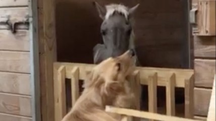 Découvrez l'incroyable vidéo d'un chien réconfortant un cheval !