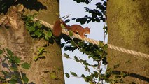 En forêt, des petits ponts pour aider les écureuils à traverser en toute sécurité