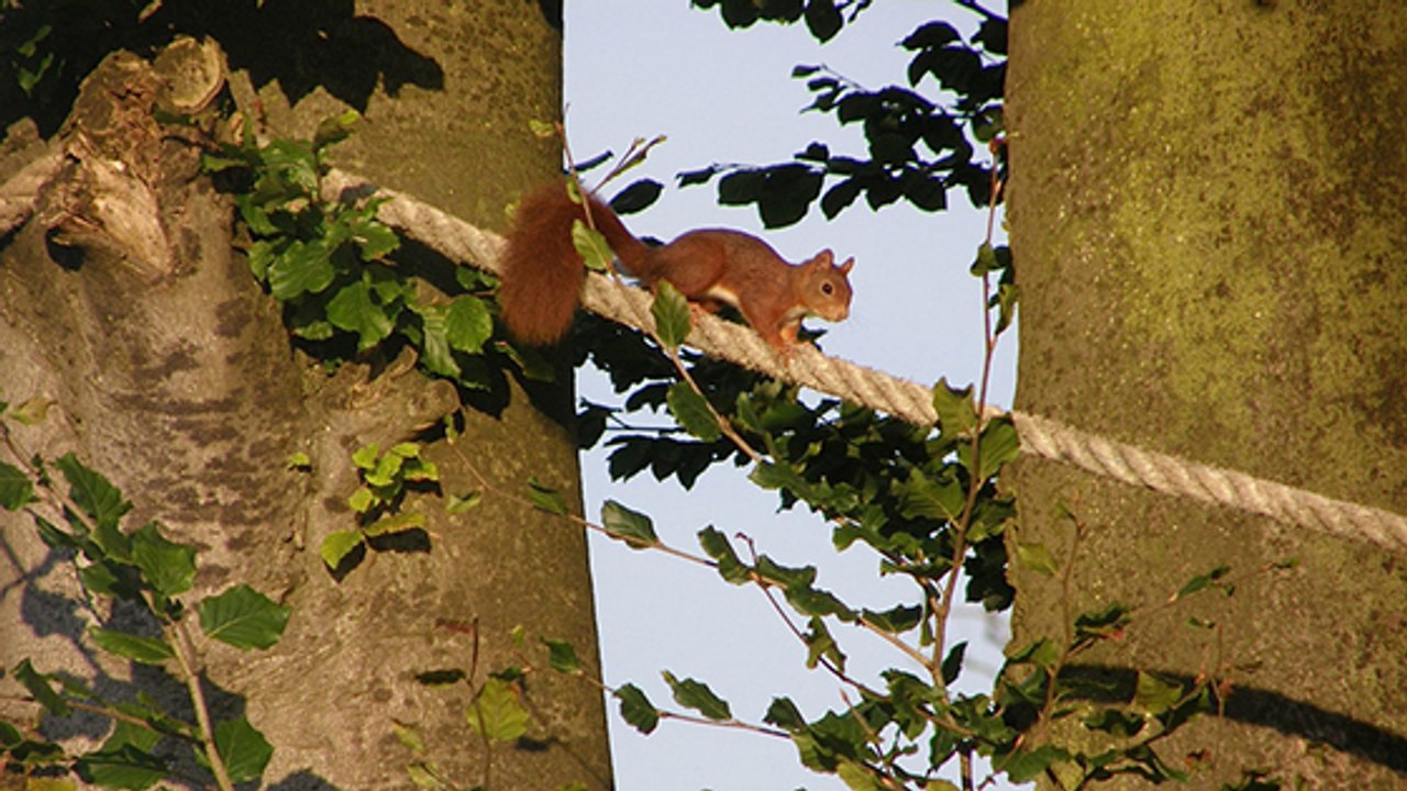 En forêt, des petits ponts pour aider les écureuils à traverser en toute sécurité