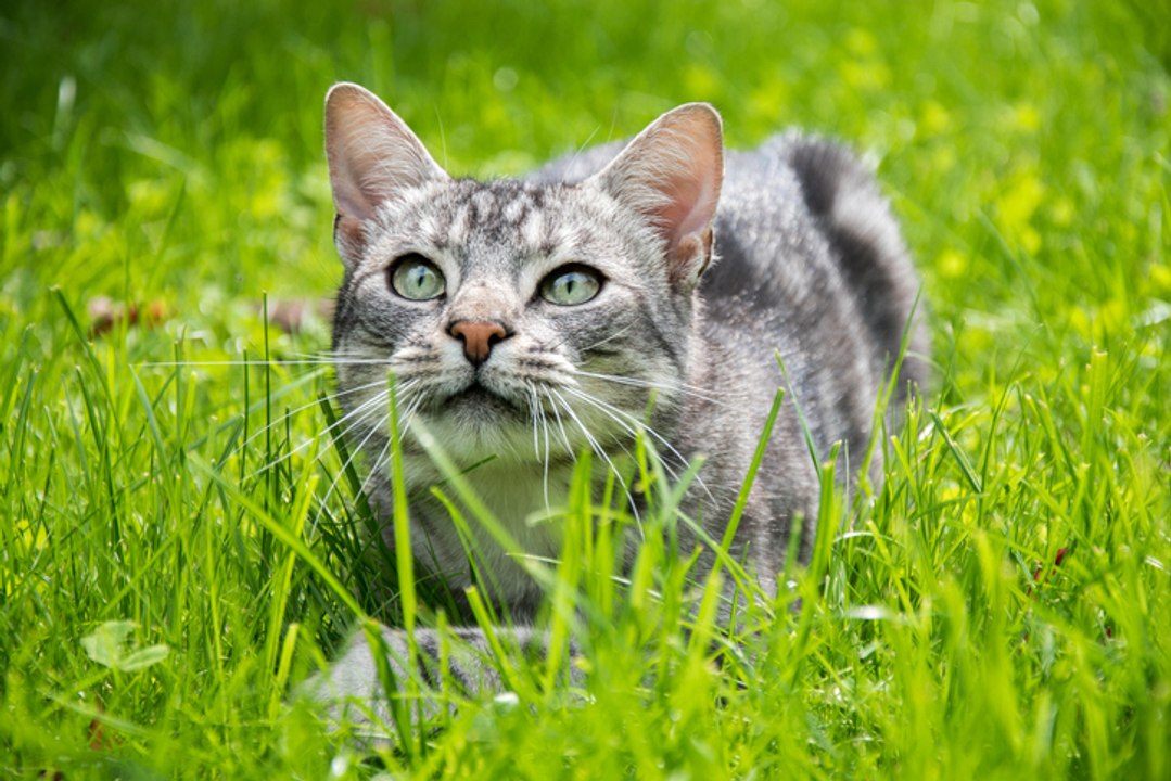 Chat : découvrez les prénoms les plus donnés par les Français