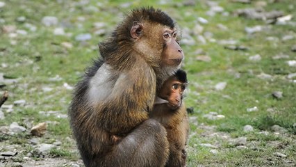 En Chine, un nouveau cas de manipulation génétique sur des animaux fait scandale