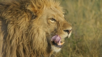Ivre, une femme s'approche de la cage d'un lion de cirque... et se fait attaquer