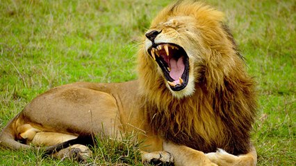 Découverte : un gigantesque félin vivait sur terre il ya 23 millions d'années