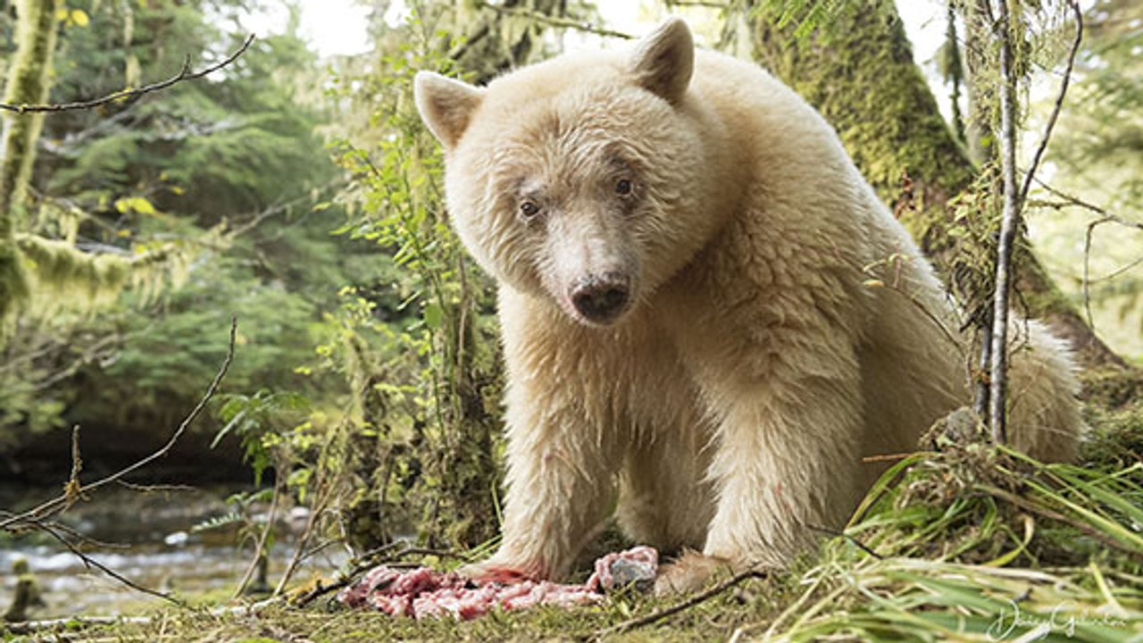 Canada : cet ours " fantôme " très rare risque de disparaître…