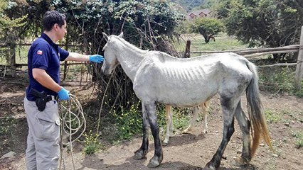 De plus en plus de chevaux maltraités, alertent les associations