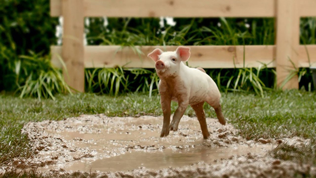 Lumière sur le refuge Groin Groin, qui sauve les cochons maltraités !