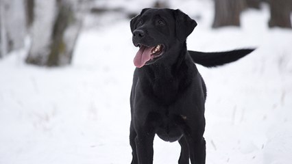 Cet adorable labrador découvre les plaisirs de la neige !