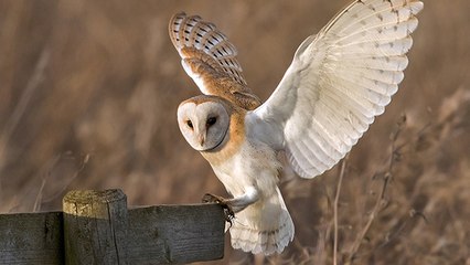Chouette effraie : pourquoi elle était si mal-aimée…