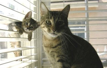 Ces bébés chats posent à côté de leur maman et c'est adorable
