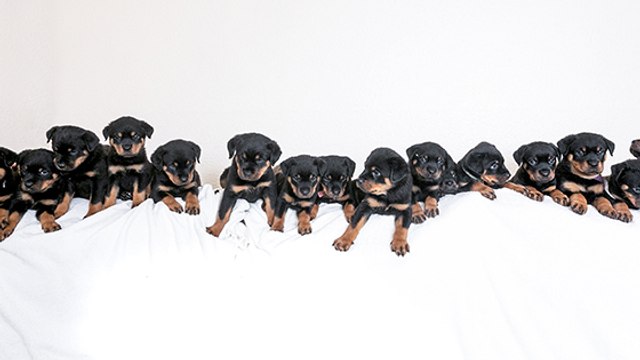 Une chienne a donné naissance à un nombre record de chiots !