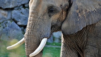 Un soldat tué par un éléphant lors d’une opération anti-braconnage