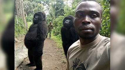 Pour une photo, ces gorilles posent comme des humains (VIDÉO)