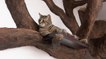 Un artiste américain sculpte de sublimes arbres à chats ! (VIDÉO)