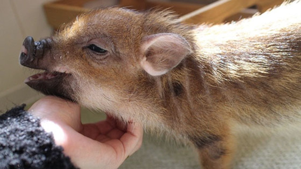 Après les cafés à chats et à chiens… découvrez les cafés à cochons nains !