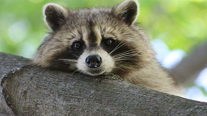 Un raton laveur s'invite dans un zoo... qui est obligé de le garder !