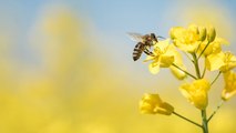 Vous voulez sauver les abeilles ? Voici 22 fleurs à planter dans votre jardin !