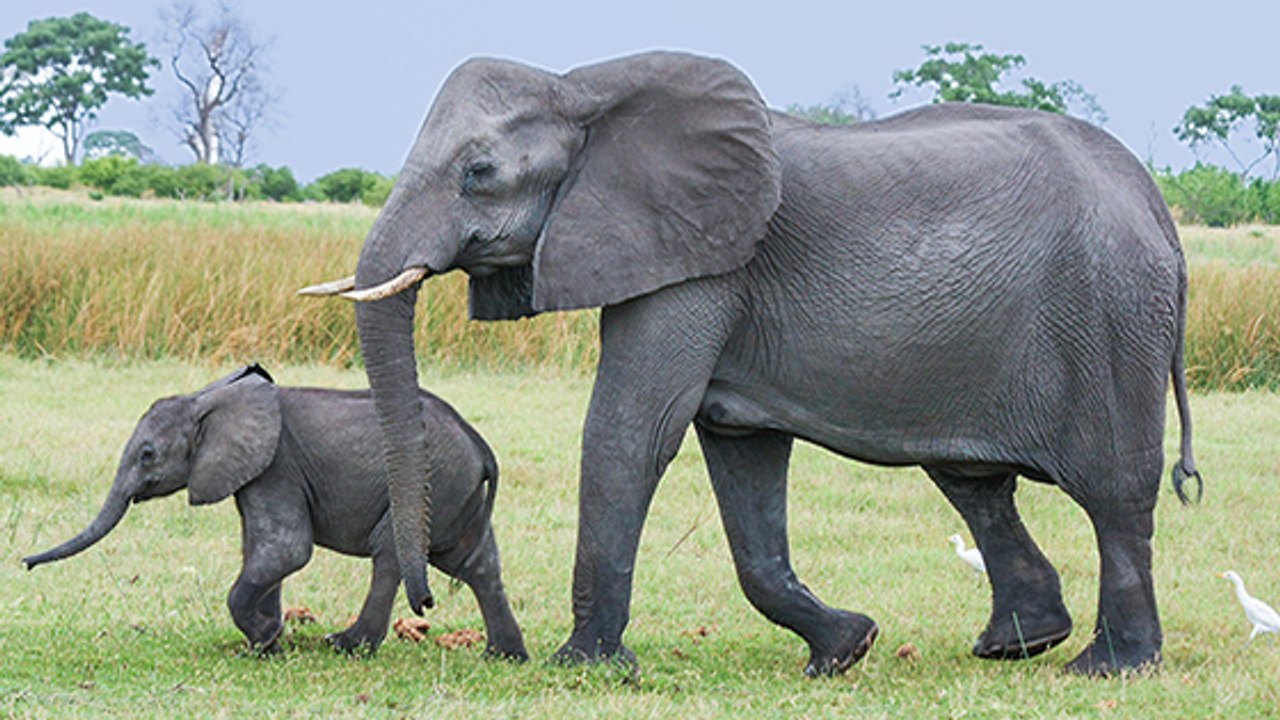 En Afrique, les éléphants plus que jamais en danger