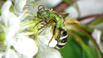 Les médecins retirent quatre abeilles de son oeil ! (PHOTO)
