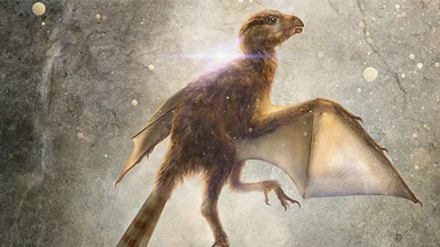 Découverte d’un squelette de mammifère volant vieux de 160 millions d’années !