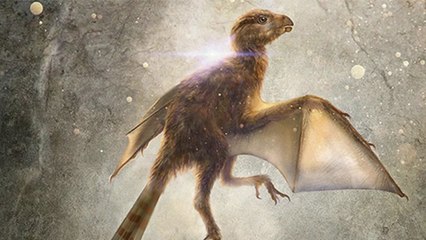Découverte d’un squelette de mammifère volant vieux de 160 millions d’années !