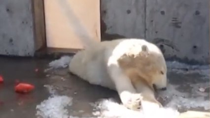 Ces images d'un ours polaire dans un zoo ont scandalisé les visiteurs (VIDÉO)