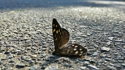Pourquoi un monde dépourvu d'insectes doit vraiment nous inquiéter