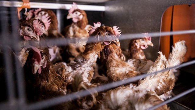 3 bonnes raisons de bannir les œufs de poules en batteries