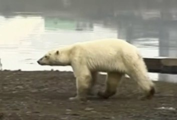 Vidéo : un ours polaire perdu et affamé erre près d'une usine en Russie