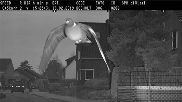 En excès de vitesse, un pigeon se fait flasher par un radar !