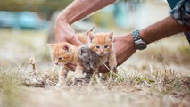 Six chatons retrouvés dans une poubelle dans le Var
