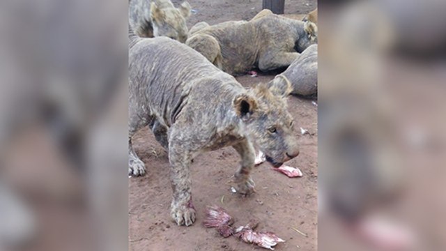 CHOC : des lions affamés et malades élevés pour être chassés en Afrique du Sud