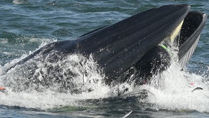 Une baleine avale un plongeur, puis le recrache !