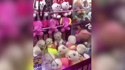 CHOC : des chiots vivants à attraper dans un jeu d’arcade en Chine (VIDÉO)