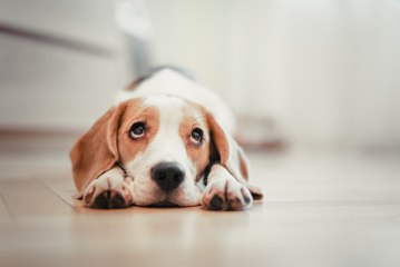 C'est scientifique, les chiens ont une technique pour vous faire craquer