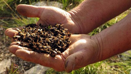 Voici pourquoi le gouvernement n'interdit pas cet insecticide si nocif aux abeilles