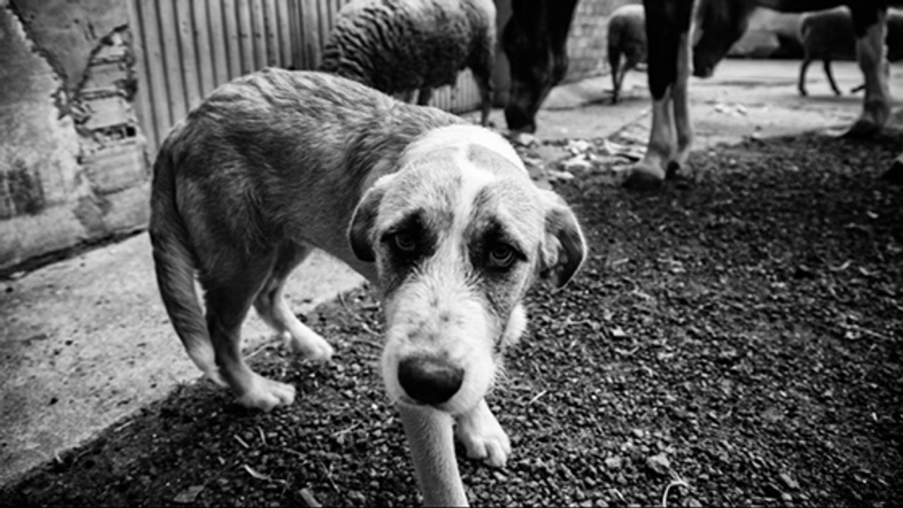 Cette ville lance une journée de sensibilisation à la maltraitance des animaux !