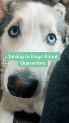 When you're talking to your dog about quarantine  #shorts #dogs