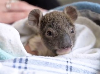 Ce bébé Koala blessé porte un mini plâtre et c'est craquant !