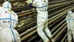 Grippe aviaire : 45 départements français en risque "élevé"