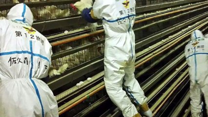 Grippe aviaire : 45 départements français en risque "élevé"