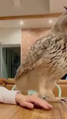 Best Funny Animal Videos of the year 2021 funniest animals ever relax with cute animalsAWW anim