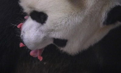 Le plus beau panda du monde vient de donner naissance à deux petits bébés