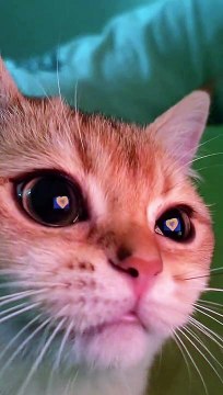 Baby Cats - Cute and Funny Cat Videos Compilation #cat #catvideos #funnycatvideos #cutecatvideos #catvideos2022 #funniestcatvideos #funnycatmoments #funnycatvideos2022 #funnycatanddogvideos #cattv (29)