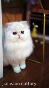 Baby Cats - Cute and Funny Cat Videos Compilation #cat #catvideos #funnycatvideos #cutecatvideos #catvideos2022 #funniestcatvideos #funnycatmoments #funnycatvideos2022 #funnycatanddogvideos #cattv (30)