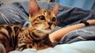 Baby Cats - Cute and Funny Cat Videos Compilation #cat #catvideos #funnycatvideos #cutecatvideos #catvideos2022 #funniestcatvideos #funnycatmoments #funnycatvideos2022 #funnycatanddogvideos #cattv (31)