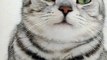 Baby Cats - Cute and Funny Cat Videos Compilation #cat #catvideos #funnycatvideos #cutecatvideos #catvideos2022 #funniestcatvideos #funnycatmoments #funnycatvideos2022 #funnycatanddogvideos #cattv (32)