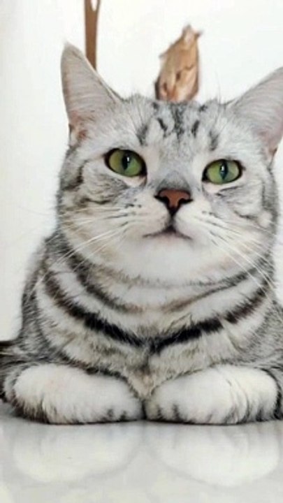 Baby Cats - Cute and Funny Cat Videos Compilation #cat #catvideos #funnycatvideos #cutecatvideos #catvideos2022 #funniestcatvideos #funnycatmoments #funnycatvideos2022 #funnycatanddogvideos #cattv (32)